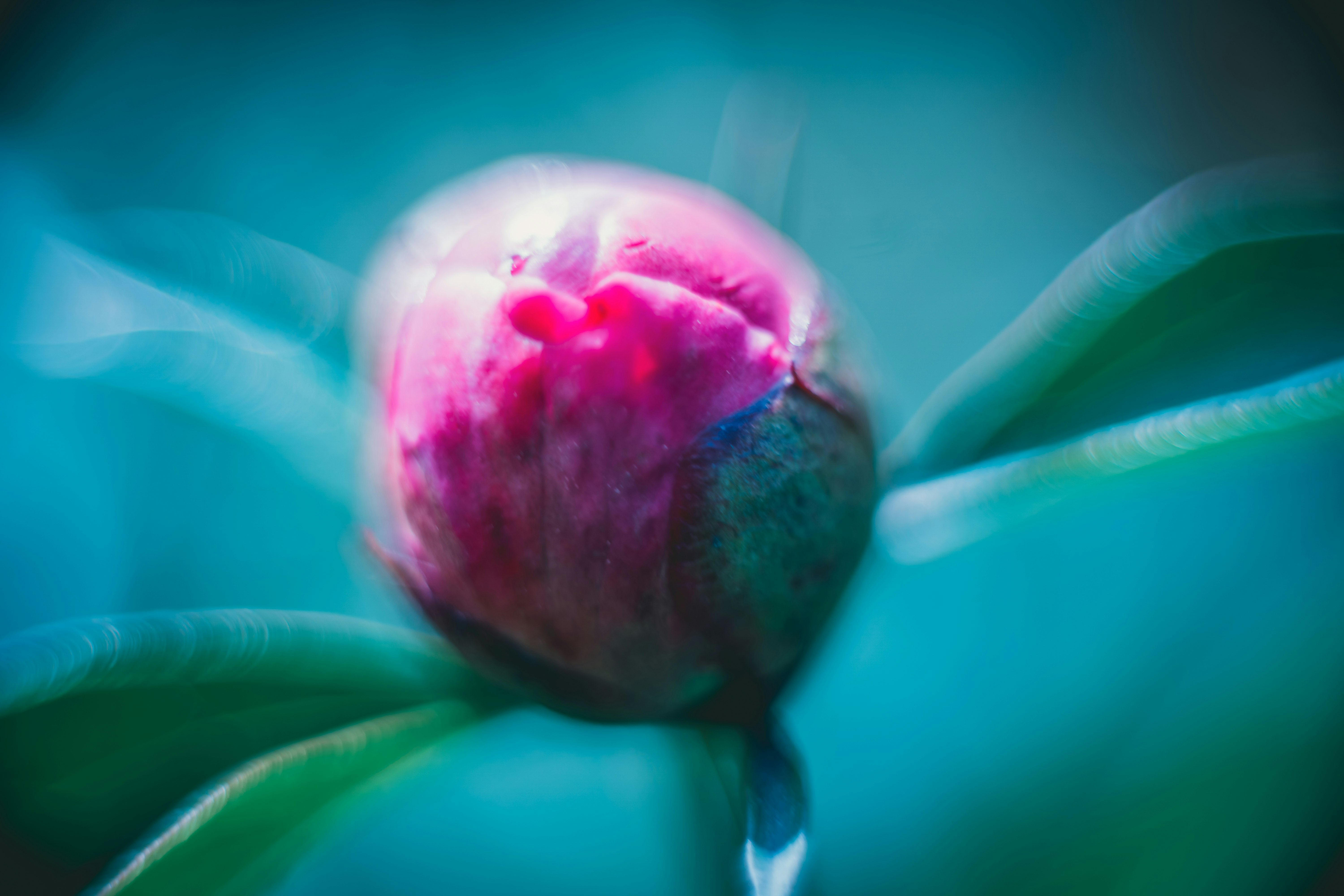 pink flower bud in close up photography